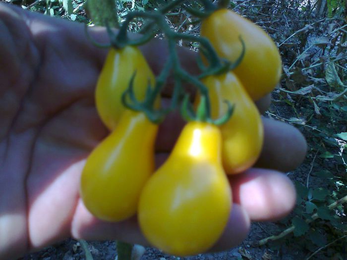 YELLOW PEARSHAPED 1503; YELLOW PEARSHAPED
