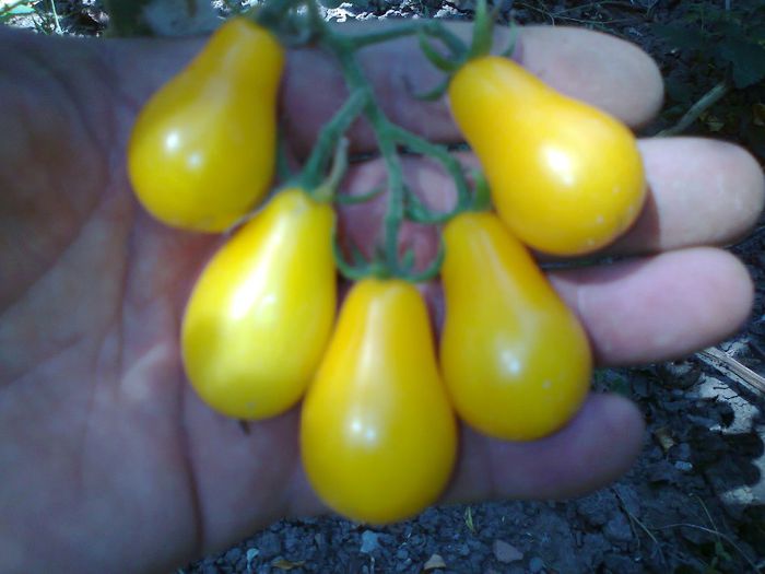 YELLOW PEARSHAPED 1504; YELLOW PEARSHAPED
