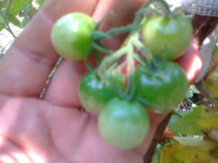 CHERRY REISENTRAUBE 1506; CHERRY REISENTRAUBE
