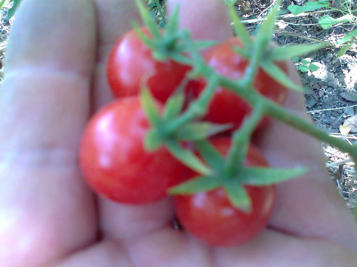 CHERRY REISENTRAUBE 1507; CHERRY REISENTRAUBE
