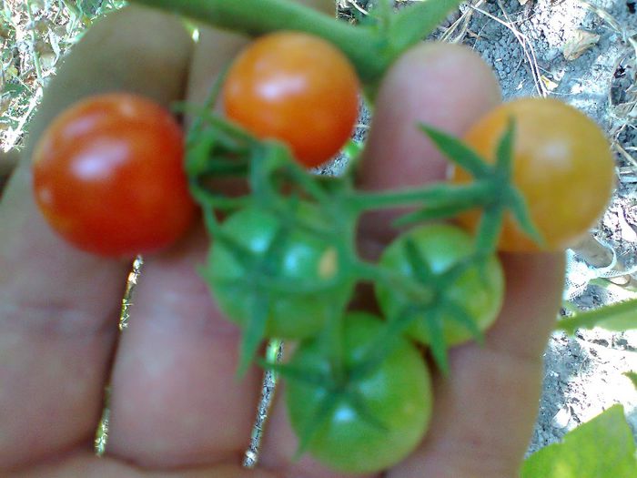 CHERRY REISENTRAUBE 1508; CHERRY REISENTRAUBE
