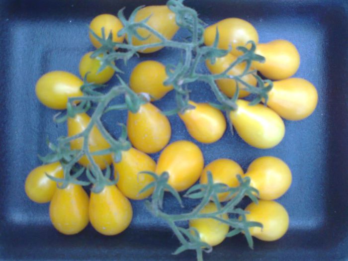 YELLOW PEARSHAPED 1519; YELLOW PEARSHAPED
