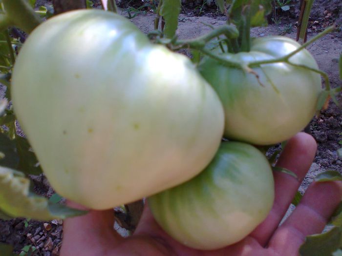 GIANT OXHEART 1561; GIANT OXHEART
