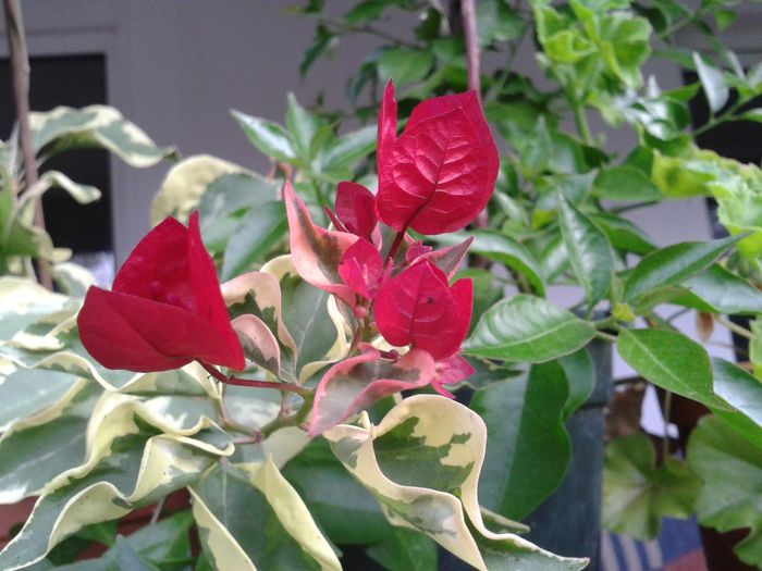 Bougainvillea raspberry ice - Flori 2013