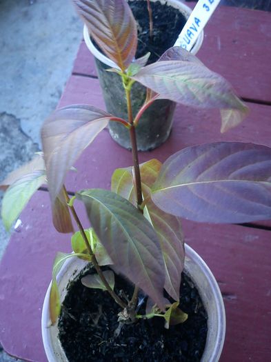 cephalanthus - 9-alte plante