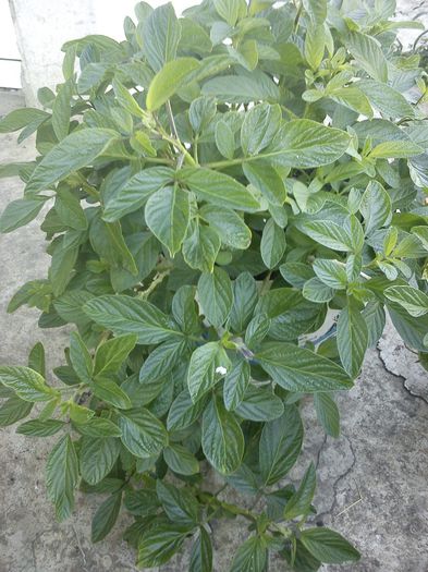 pepino - 9-alte plante
