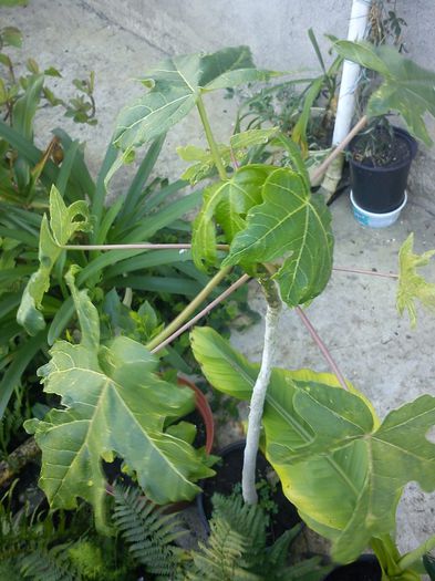 papaya (a murit) - 9-alte plante