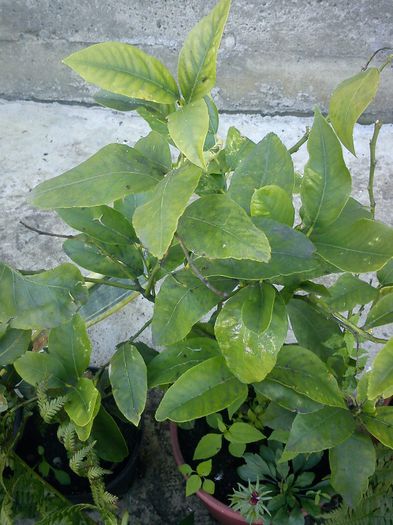 lamii - 9-alte plante