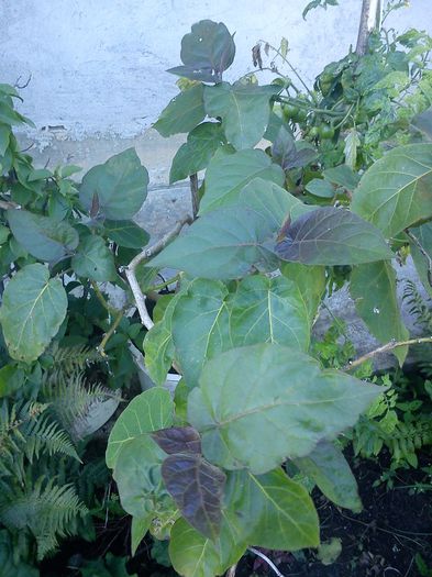 tamarillo - 9-alte plante