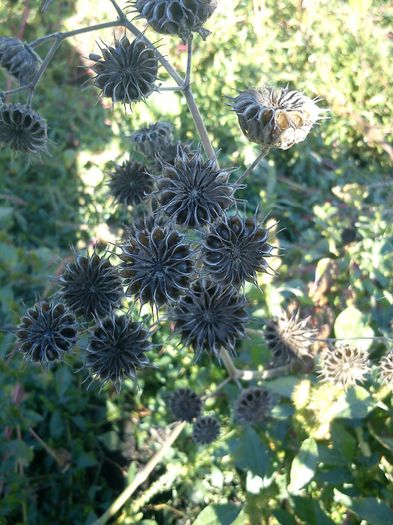 planta contra cirtitei