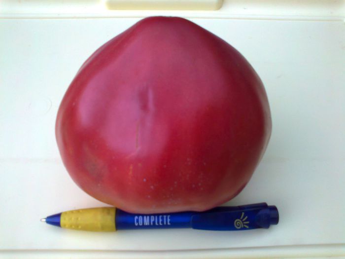 GIANT RED OXHEART 1445 - 10 TOMATE-ROSII- HEIRLOOM SOIURI TRADITIONALE PURE DE ORIGINE BIO ALBUM 10