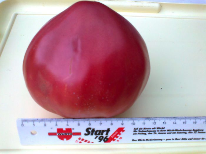 GIANT RED OXHEART 1446 - 10 TOMATE-ROSII- HEIRLOOM SOIURI TRADITIONALE PURE DE ORIGINE BIO ALBUM 10