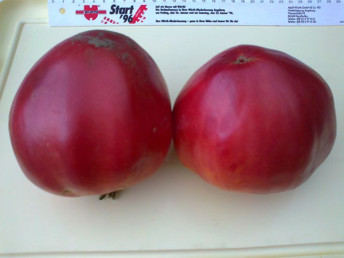 GIANT RED OXHEART 1447 - 10 TOMATE-ROSII- HEIRLOOM SOIURI TRADITIONALE PURE DE ORIGINE BIO ALBUM 10