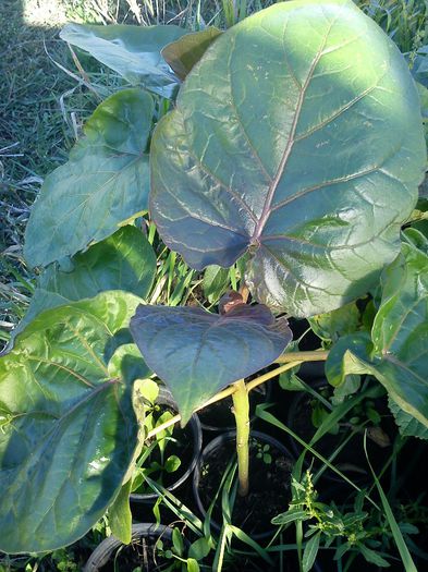 tamarillo din seminte