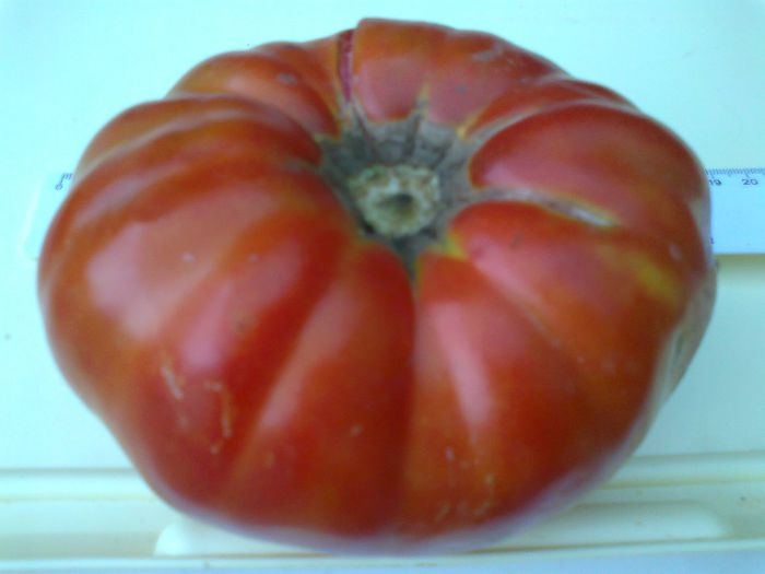 Fotografie1458 - 10 TOMATE-ROSII- HEIRLOOM SOIURI TRADITIONALE PURE DE ORIGINE BIO ALBUM 10