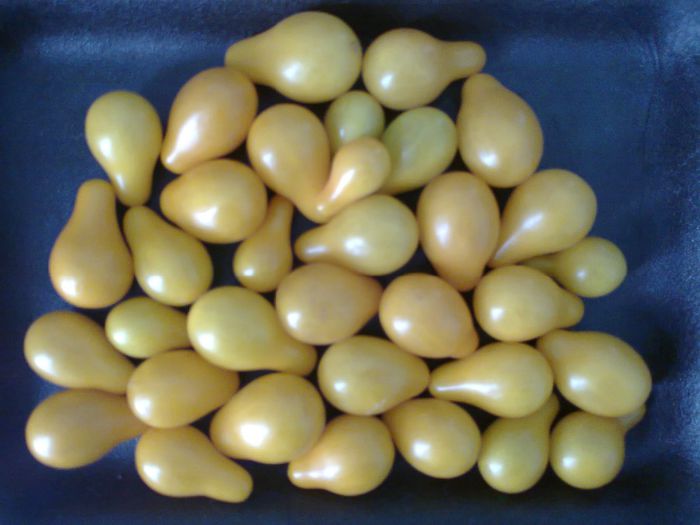 YELLOW PEARSHAPED 1587; YELLOW PEARSHAPED
