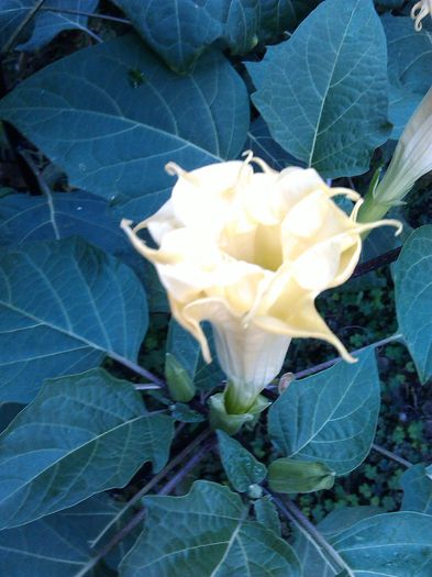 IMG_20130929_093855 - Datura