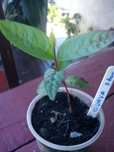 guava din seminte - 9-alte plante