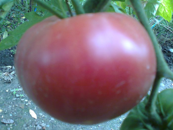 PRUDENS PURPLE 1618; PRUDENS PURPLE
