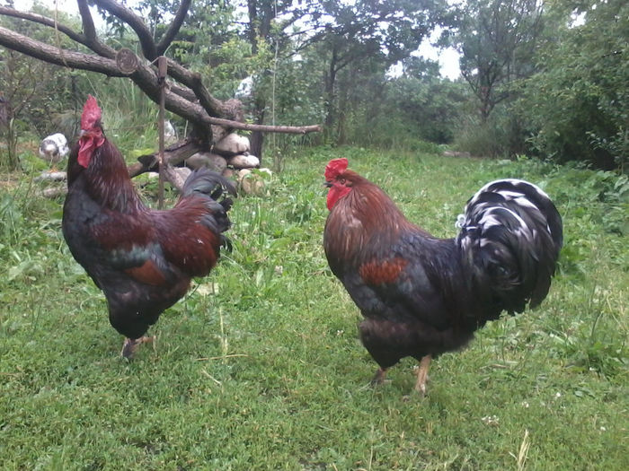 Cocos - Gaini si Cocosi Comuni