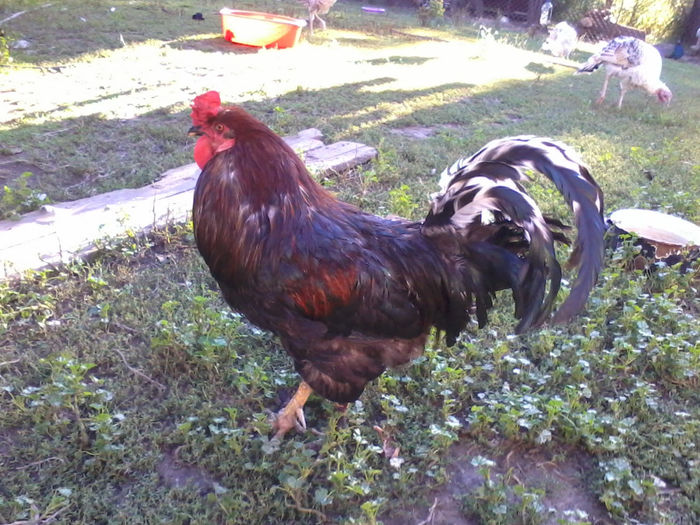 Cocos - Gaini si Cocosi Comuni