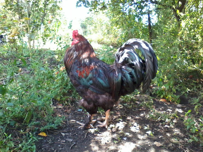 Cocos - Gaini si Cocosi Comuni