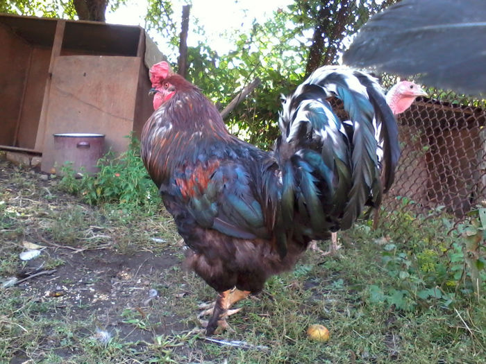 Cocos - Gaini si Cocosi Comuni