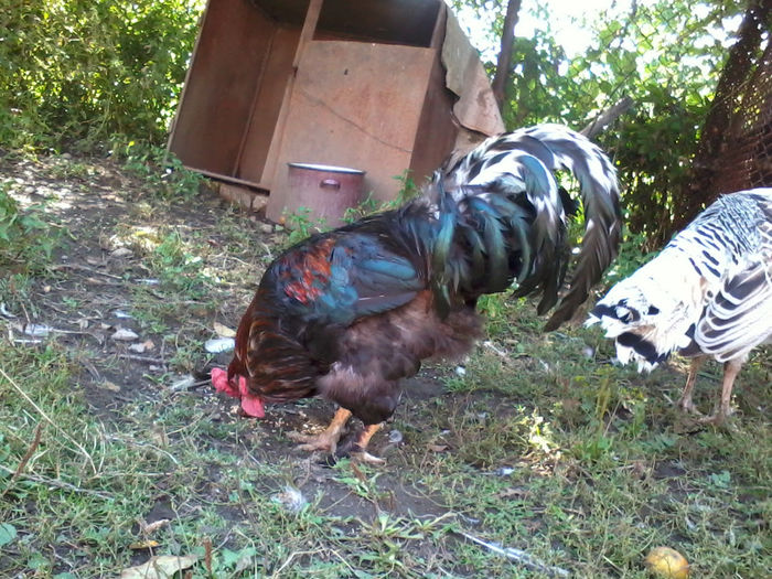 Cocos - Gaini si Cocosi Comuni