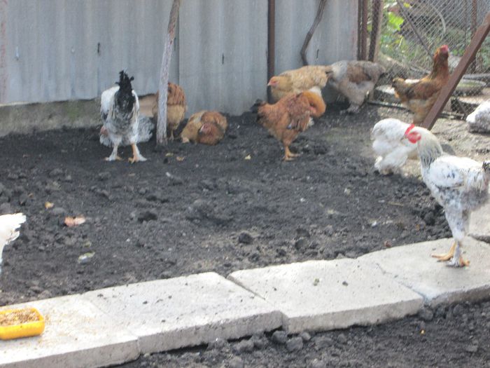 IMG_2832 - pui de 23 -26 saptamani