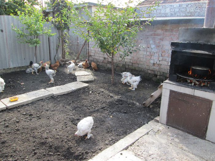 IMG_2834 - pui de 23 -26 saptamani