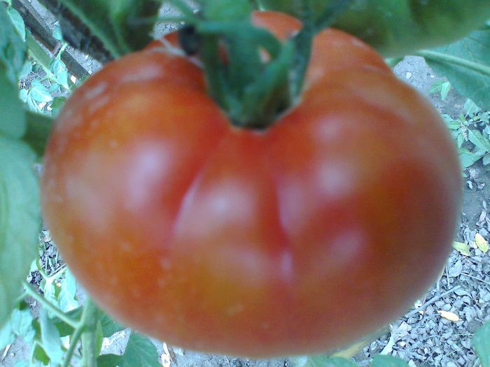 BEEFSTEAK RED 1662 - 10 TOMATE-ROSII- HEIRLOOM SOIURI TRADITIONALE PURE DE ORIGINE BIO ALBUM 10