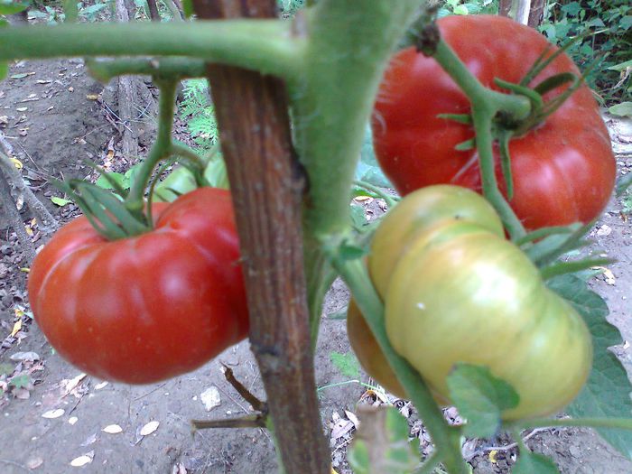 BEEFSTEAK RED 1663 - 10 TOMATE-ROSII- HEIRLOOM SOIURI TRADITIONALE PURE DE ORIGINE BIO ALBUM 10