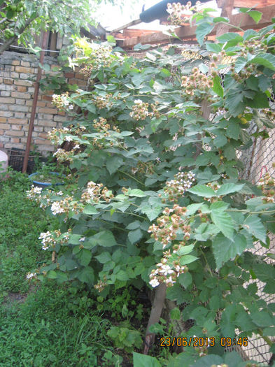 Mure fara tepi, o recolta bogata. - 3 ARBUSTI FRUCTIFERI SI ORNAMENTALI