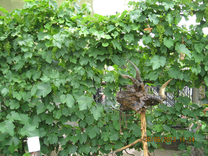 Spalierul cu trei soiuri......