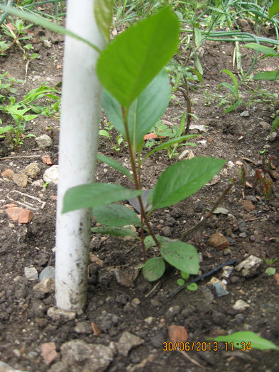 Acelasi plapind ARONIA.
