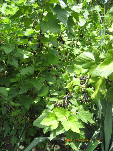 si transformarea in sirop.