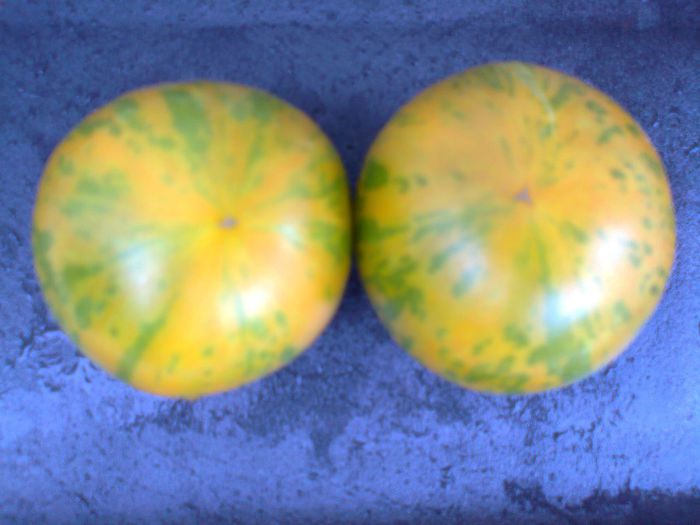 GREEN ZEBRA 1694 - 11 TOMATE-ROSII- HEIRLOOM SOIURI TRADITIONALE PURE DE ORIGINE BIO ALBUM 11