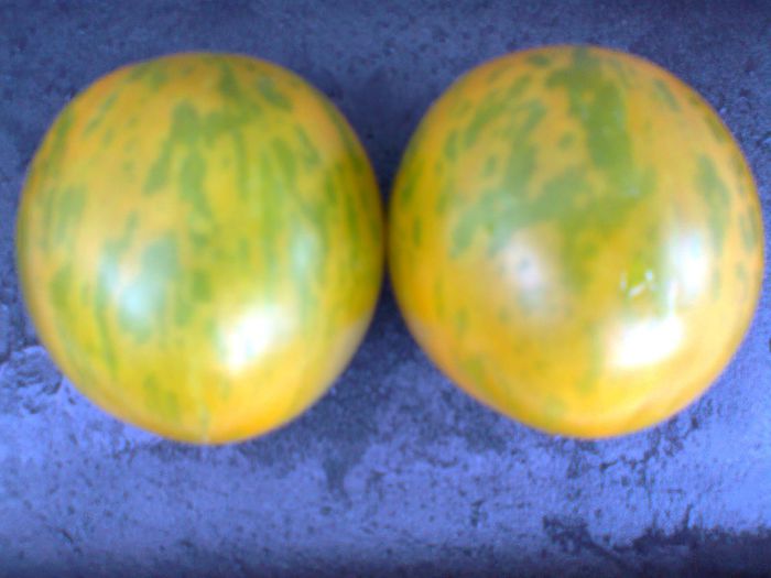 GREEN ZEBRA 1695 - 11 TOMATE-ROSII- HEIRLOOM SOIURI TRADITIONALE PURE DE ORIGINE BIO ALBUM 11