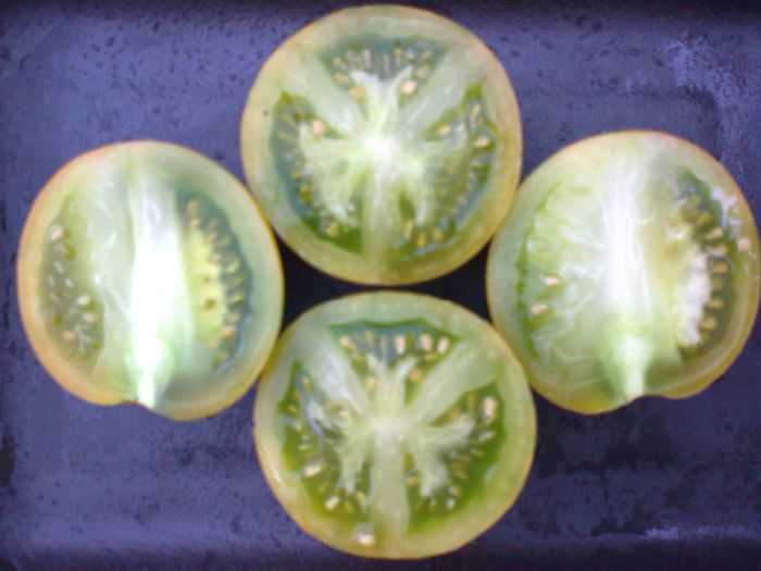 GREEN ZEBRA 1696 - 11 TOMATE-ROSII- HEIRLOOM SOIURI TRADITIONALE PURE DE ORIGINE BIO ALBUM 11