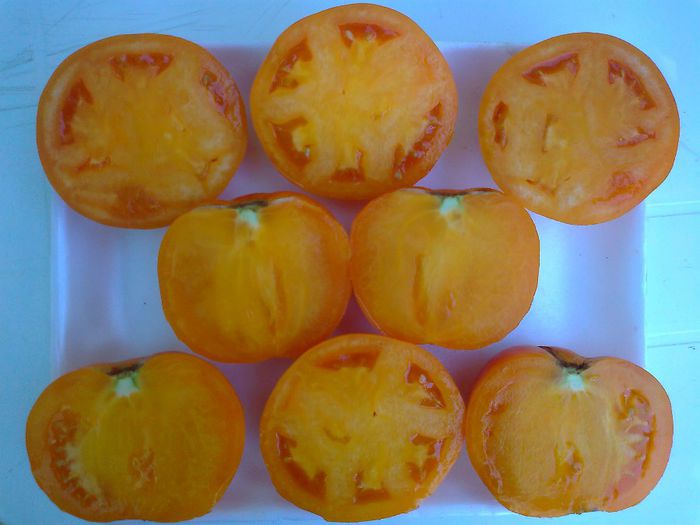 AMBER COLORED1712; AMBER COLORED
