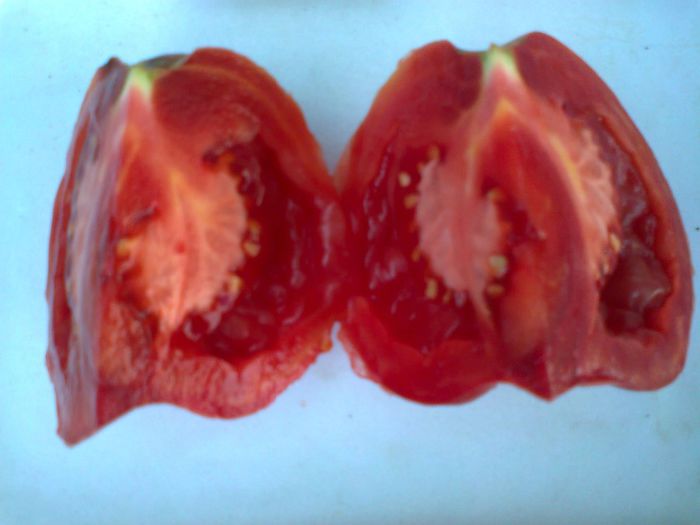 VERA PEPER 1730; VERA PEPER
