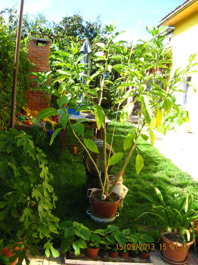 Picture 080 - 3 BRUGMANSIA