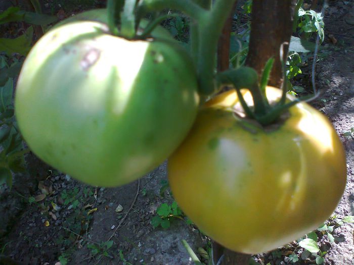 GREEN ZEBRA 1744; GREEN ZEBRA
