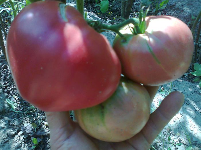 GIANT OXHEART1750; GIANT OXHEART
