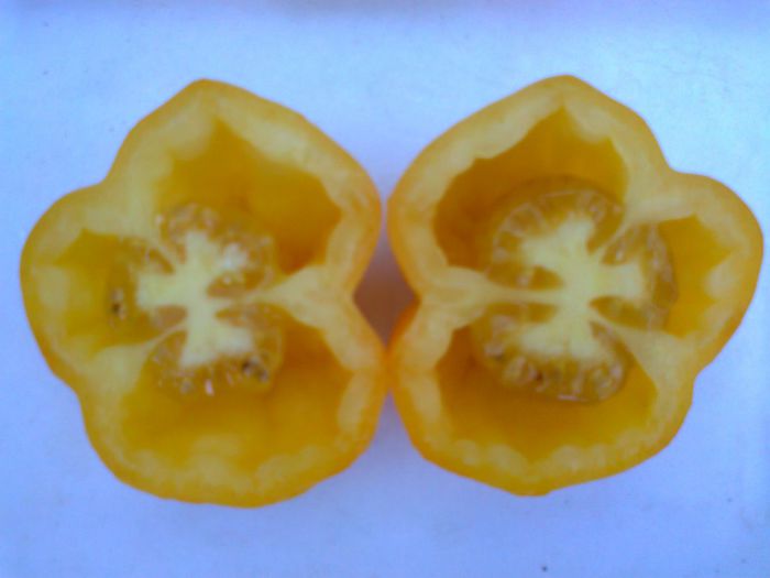 YELLOW STUFFER 1770; YELLOW STUFFER
