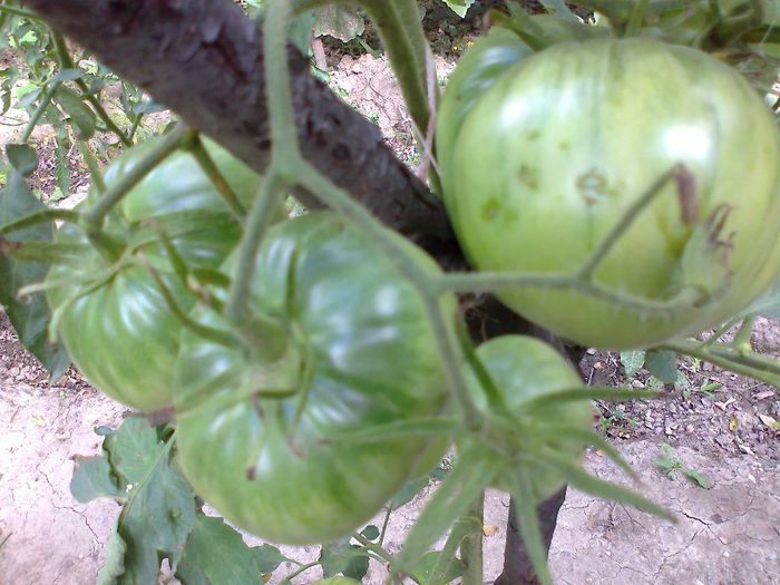 Fotografie1785 - 11 TOMATE-ROSII- HEIRLOOM SOIURI TRADITIONALE PURE DE ORIGINE BIO ALBUM 11