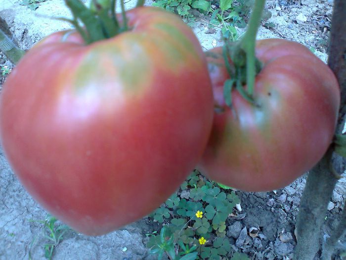 Fotografie1788 - 11 TOMATE-ROSII- HEIRLOOM SOIURI TRADITIONALE PURE DE ORIGINE BIO ALBUM 11