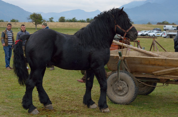 DSC_5552 - Ravasitul oilor la Tohanul Nou