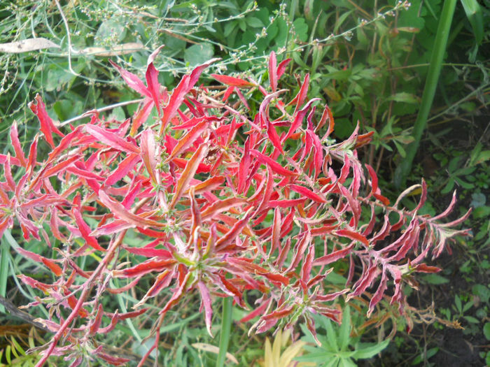 DSCN5158