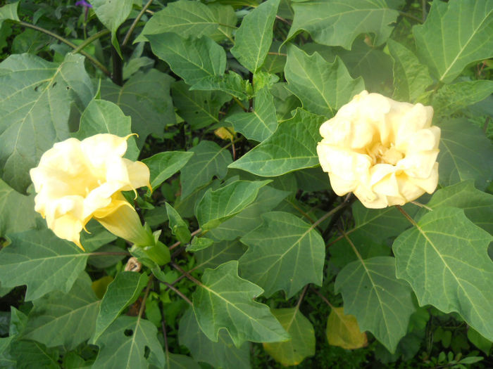 DSCN5160